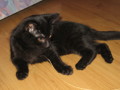 mein Kater "Prinz William" 31339464