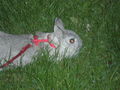 Littl_Bunny1995 - Fotoalbum