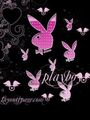 playboy 74336704