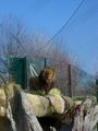 Tierpark Wien 49452520