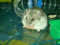 Mein Hamster 57642094