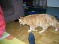 Mädls Abend bei Tina und Katzen 16403641