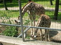 Tierpark  Schmiding 62915613