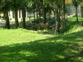 Tierpark  Schmiding 62918232