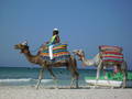 ~~Djerba~~ 8555592