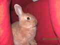 Mein Hase Merlin 59145627