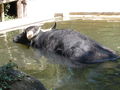 Tiergarten Schönbrunn 72345215