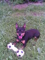 Mein Hund Rocky !!! 65686011