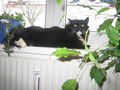 mein kater (tommy) 67348181