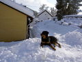 Hunde und -Sport 58546659