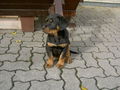 Hunde und -Sport 58547328