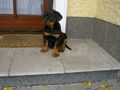 Hunde und -Sport 58547403