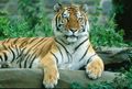 Tiger111111 - Fotoalbum