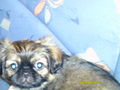 ? Mein Hund CHIPSY =) ? 70337175