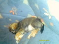 ? Mein Hund CHIPSY =) ? 70337182