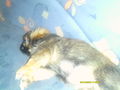 ? Mein Hund CHIPSY =) ? 70337183