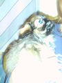 ? Mein Hund CHIPSY =) ? 70337214