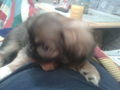 ? Mein Hund CHIPSY =) ? 70524070