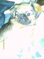 ? Mein Hund CHIPSY =) ? 73145881