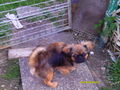 ? Mein Hund CHIPSY =) ? 73146161