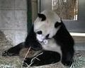 panda-mausi - Fotoalbum
