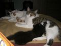 unsere katzen 58660491