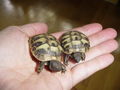 meine schildkröten.!! 62413375