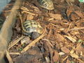 meine schildkröten.!! 62413462