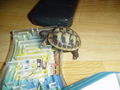meine schildkröten.!! 62413480