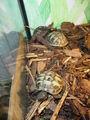 meine schildkröten.!! 62413501