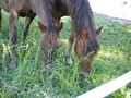 my two horses 60585203