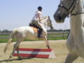 Training Pferdemesse  59564932
