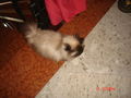 Katze Gina 62136073