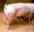 tattooed pigs 36468217