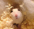 hamster 62907025