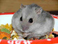 hamster 62948733