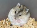 hamster 62948752