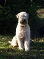 Unser Hund 61768313