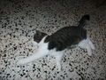 kl. Katze de wos am 1. Mai zaumgfiad is 72537611