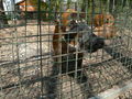 Tierpark 60422879