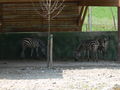 Tierpark 60422983