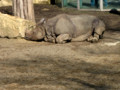 Tiergarten Schönbrunn 35436952