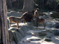 Tiergarten Schönbrunn 35436955