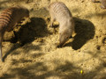 Tiergarten Schönbrunn 35436964