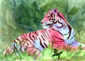 Pink_Tiger - Fotoalbum