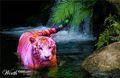 Pink_Tiger - Fotoalbum