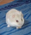 Hamster 63357622