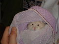 Hamster 63358135