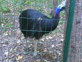 Tierpark Schmieding 69115341