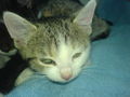 baby katzen von mein brother 37578097